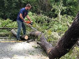 How Our Tree Care Process Works  in  Anaheim, CA