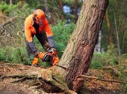 Best Seasonal Cleanup (Spring/Fall)  in Anaheim, CA