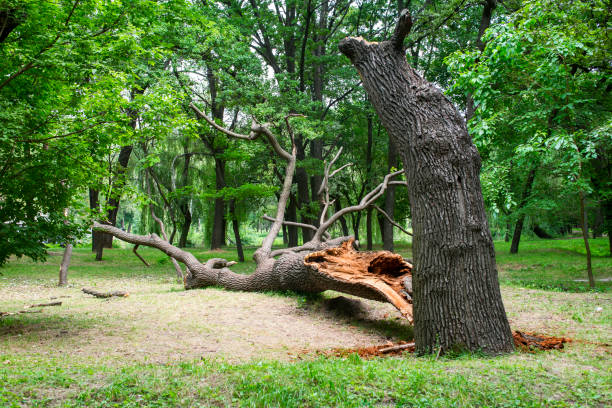 Anaheim, CA Tree Care Company