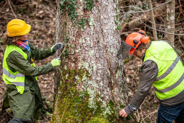 Best Tree and Shrub Care  in Anaheim, CA