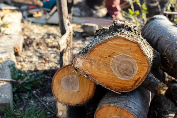 Best Storm Damage Tree Cleanup  in Anaheim, CA