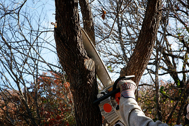 Best Tree Trimming and Pruning  in Anaheim, CA